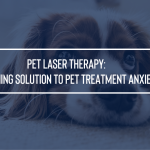 Pet Laser Therapy: A Calming Solution to Pet Treatment Anxiety