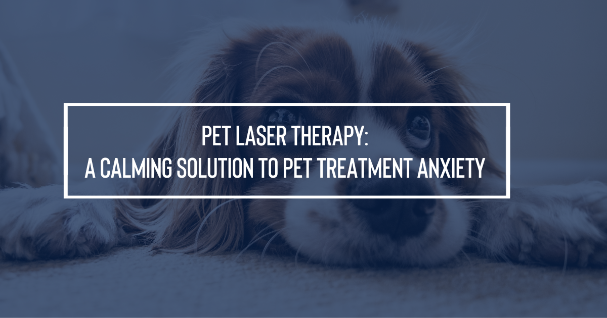 Pet Laser Therapy: A Calming Solution to Pet Treatment Anxiety